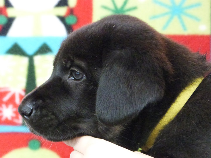 chinook puppy